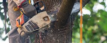 Professional Tree Services in New Bern, NC