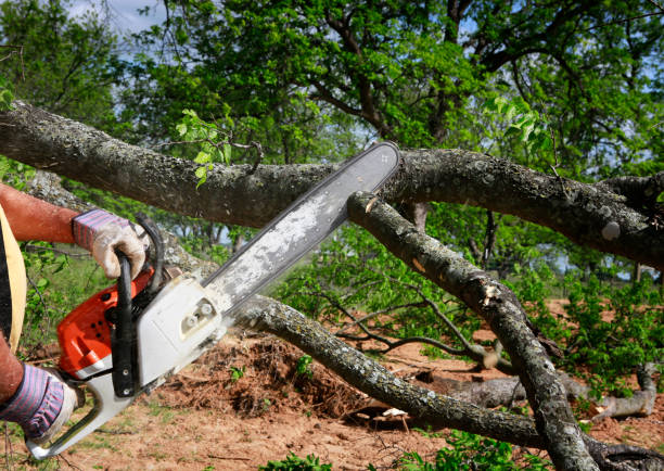 Best Seasonal Cleanup (Spring/Fall)  in New Bern, NC